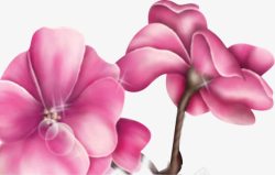 中秋节手绘粉白色花朵素材