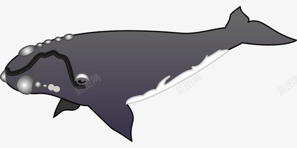 黑色的虎头鲸png免抠素材_新图网 https://ixintu.com 海洋 生物 鲸鱼 黑色
