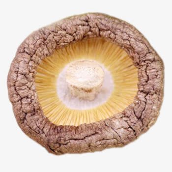 丰收香菇实物图png免抠素材_新图网 https://ixintu.com 一颗 丰收 实物图 香菇