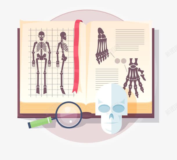 人体研究书籍png免抠素材_新图网 https://ixintu.com 书籍 人体骨骼 头颅 放大镜 矢量素材