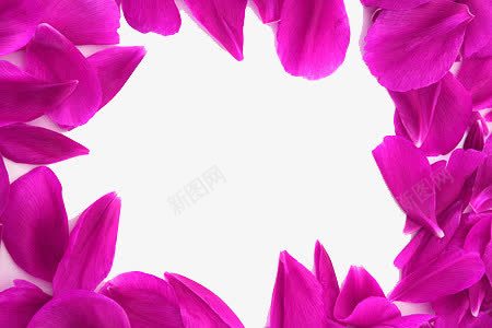 紫色花瓣背景png免抠素材_新图网 https://ixintu.com 花朵 花瓣 花瓣背景