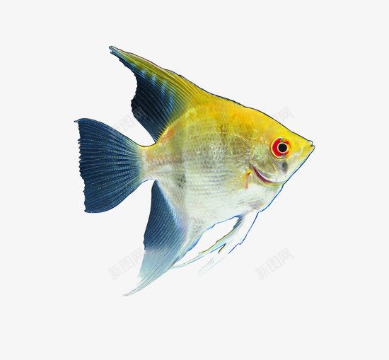 黄色的观赏鱼片png免抠素材_新图网 https://ixintu.com 背景图片 装饰图片