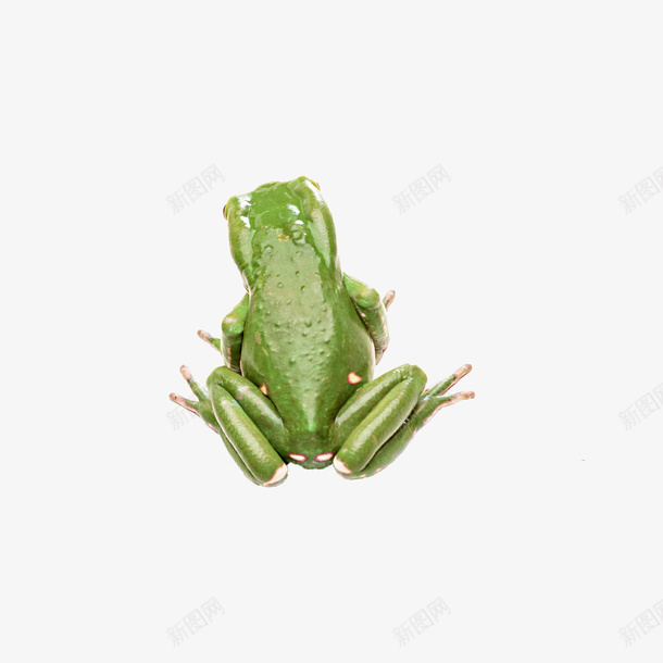 绿色的青蛙png免抠素材_新图网 https://ixintu.com 两栖动物 实物 绿青蛙 青蛙