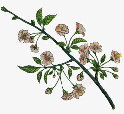 手绘枝芽手绘插图花卉与枝芽高清图片