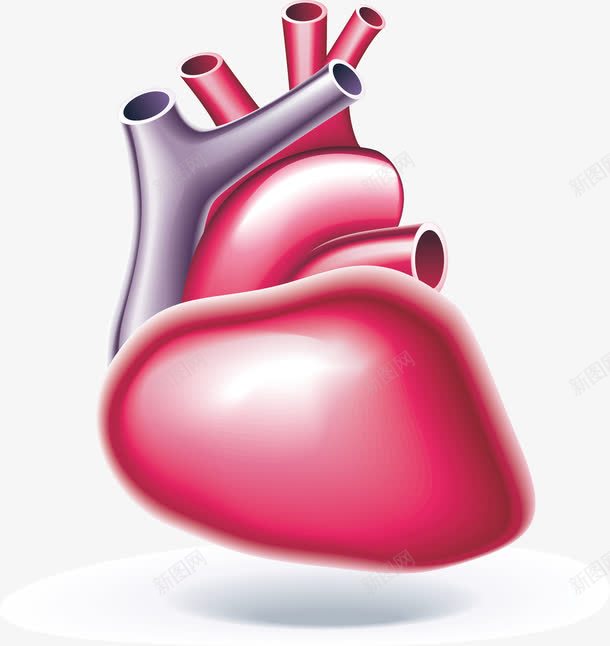人体器官心脏元素png免抠素材_新图网 https://ixintu.com 修饰 动脉矢量 红色 静脉