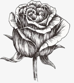 手绘黑色的玫瑰花线条素材