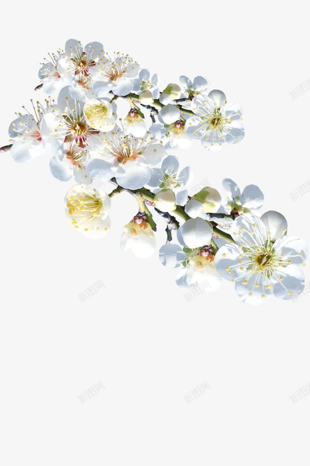 白色桃花花朵装饰png免抠素材_新图网 https://ixintu.com 桃花 白色 花朵 装饰