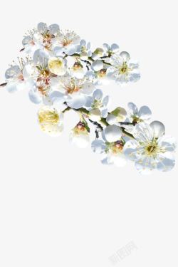 白色桃花花朵装饰素材