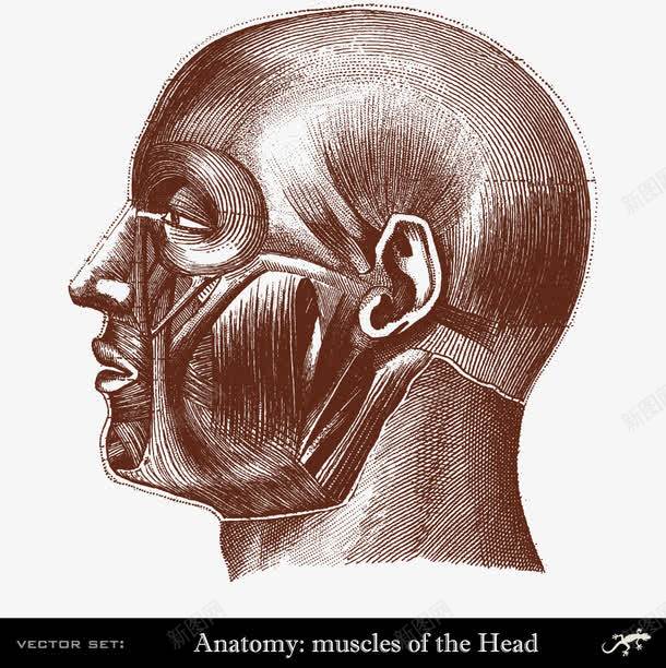 装饰人体头部肌肉分布png免抠素材_新图网 https://ixintu.com 人体研究 医学 头部肌肉 装饰