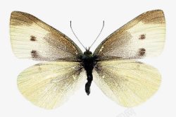 创意飞虫粉粉的淡黄色蝴蝶高清图片