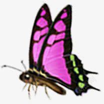 紫色飞舞的蝴蝶合成素材
