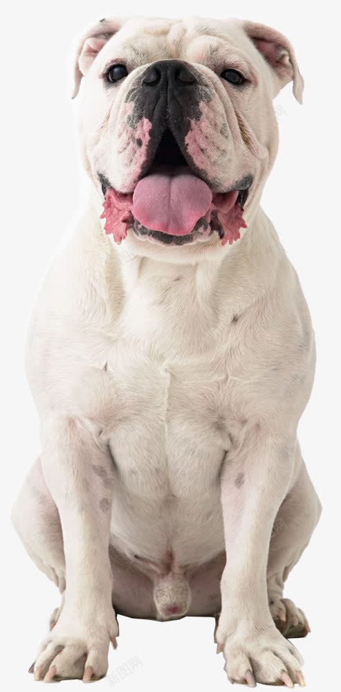 伸舌头的狗png免抠素材_新图网 https://ixintu.com 伸舌头 动物 狗 白色的狗