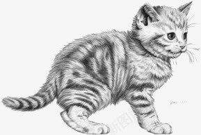 猫png免抠素材_新图网 https://ixintu.com 动物 惊讶 素描猫 黑白猫