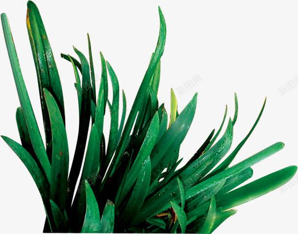 创意手绘绿色的草本植物效果png免抠素材_新图网 https://ixintu.com 创意 效果 绿色 草本植物