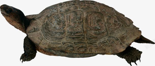 昂着头的海龟png免抠素材_新图网 https://ixintu.com 年迈风格 昂着头 海洋动物 海龟 褐色