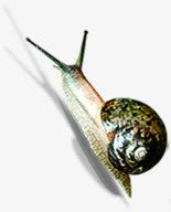 蜗牛创意手绘png免抠素材_新图网 https://ixintu.com 创意 蜗牛 设计