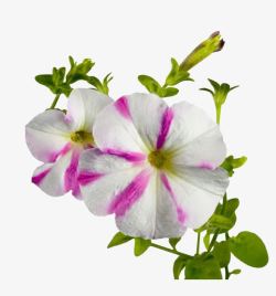 红紫牵牛花素材