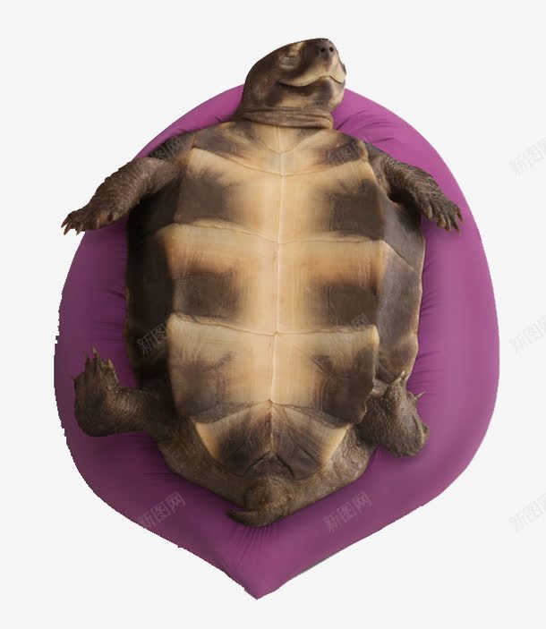 躺在凳子上的乌龟图png免抠素材_新图网 https://ixintu.com 乌龟 家具广告 躺在凳子上的乌龟