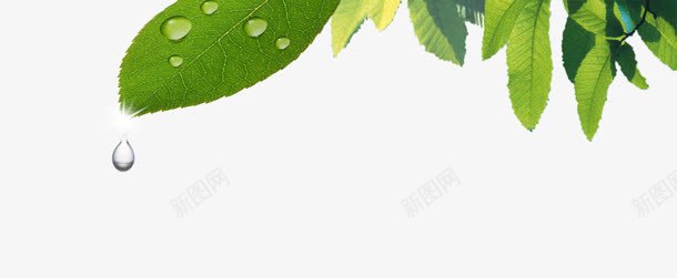 创意摄影绿色植物树叶png免抠素材_新图网 https://ixintu.com 创意 摄影 树叶 绿色植物