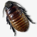 新泽西州罗奇图标png_新图网 https://ixintu.com beetle bug caca roach 新泽西州 甲虫 罗奇 错误