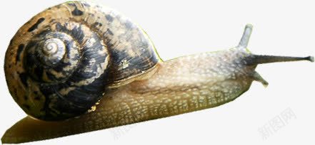 可爱爬行斑点蜗牛png免抠素材_新图网 https://ixintu.com 可爱 斑点 爬行 蜗牛