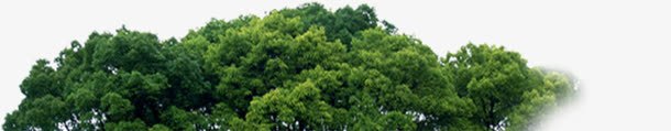 园林绿化绿色树林装饰png免抠素材_新图网 https://ixintu.com 园林 树林 绿化 绿色 装饰