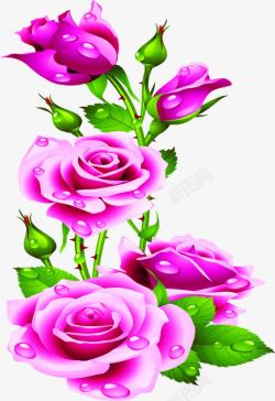 紫色手绘浪漫玫瑰素材