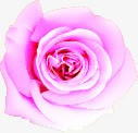 粉色渐变花朵装饰png免抠素材_新图网 https://ixintu.com 渐变 粉色 花朵 装饰