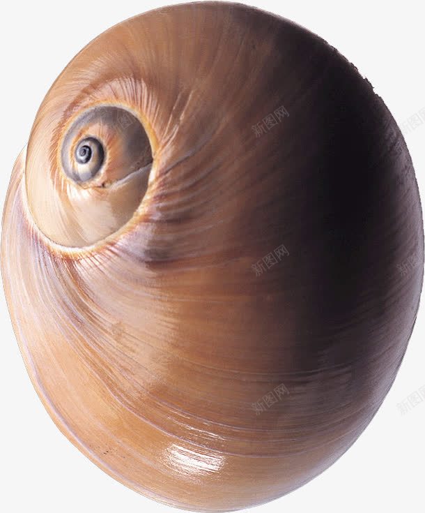棕色的蜗牛壳png免抠素材_新图网 https://ixintu.com 棕色 海螺 蜗牛壳