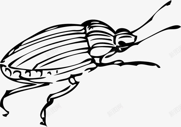 手绘甲壳虫图标png_新图网 https://ixintu.com 手绘 手绘画 甲壳虫 虫子