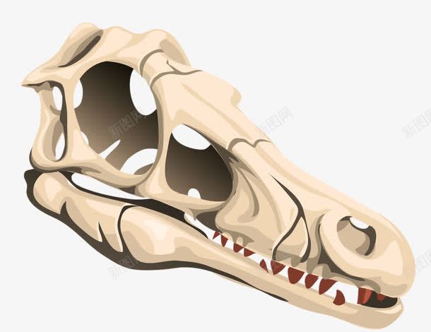动物头骨png免抠素材_新图网 https://ixintu.com 动物头骨 头骨 完好的头骨 骨头