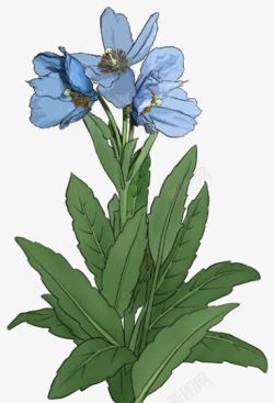 手绘蓝色花朵绿叶植物素材