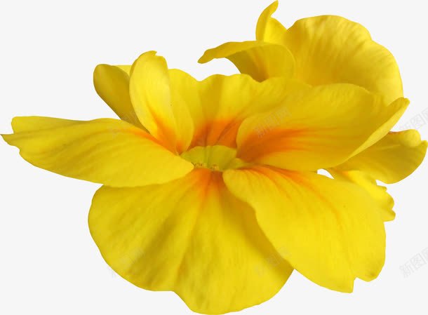 抽象花朵花束黄色花png免抠素材_新图网 https://ixintu.com 唯美 抽象鲜花图片 花 花朵 花朵素材 鲜花 鲜花图片 鲜花素材 黄色