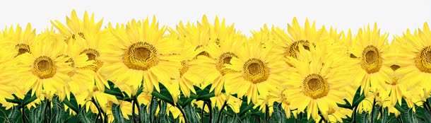 创意海报植物黄色向日葵png免抠素材_新图网 https://ixintu.com 创意 向日葵 植物 海报 黄色