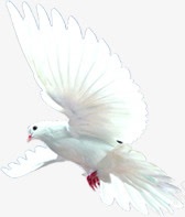 白色飞舞白鸽展翅素材