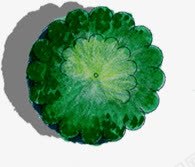 创意绿色植物合成效果png免抠素材_新图网 https://ixintu.com 创意 合成 效果 绿色植物