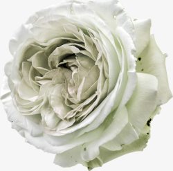 一朵白花一朵康乃馨高清图片