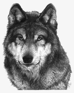 黑狼一匹黑狼高清图片