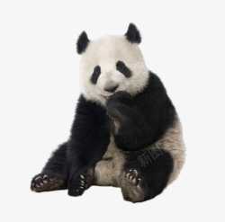 国宝的熊猫猫科动物国宝高清图片