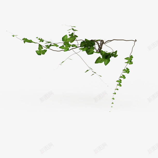 一根绿色叶子垂吊植物png免抠素材_新图网 https://ixintu.com 一根绿色叶子垂吊植物 叶子 垂吊植物 植物 绿色 绿色叶子