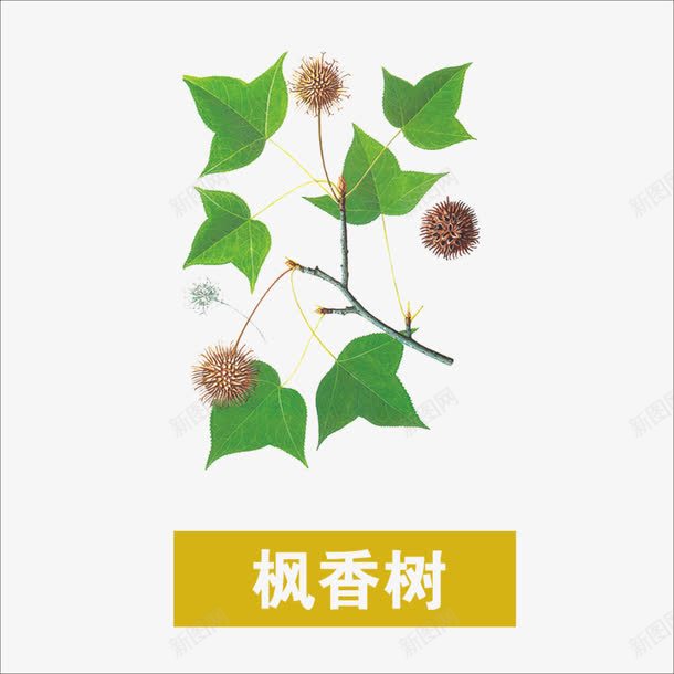 草药png免抠素材_新图网 https://ixintu.com 中药 本草纲目 枫香树 药材