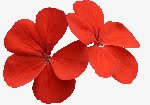 红花朵红色花叶花瓣素材
