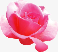 娇嫩的玫瑰花素材