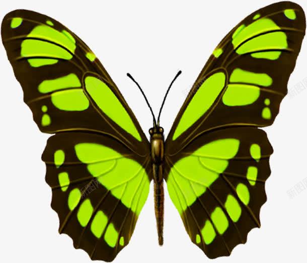 绿色斑点手绘蝴蝶png免抠素材_新图网 https://ixintu.com 斑点 绿色 蝴蝶