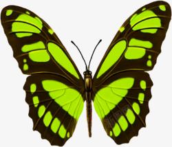 绿色斑点手绘蝴蝶素材