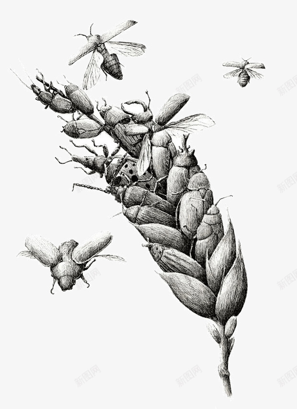 虫子素描插画png免抠素材_新图网 https://ixintu.com 创意 手绘 插画 素描 绘画 艺术 虫子