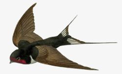 椋炵嚂一只燕子高清图片