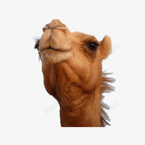 年轻骆驼头部png免抠素材_新图网 https://ixintu.com png png图片 免抠 免抠素材 动物头部 实拍 年轻骆驼头 骆驼头