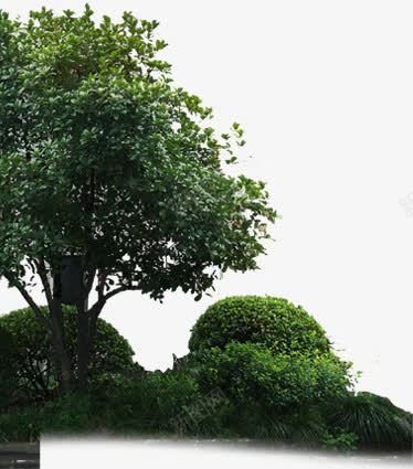 摄影创意合成效果绿色树木png免抠素材_新图网 https://ixintu.com 创意 合成 摄影 效果 树木 绿色