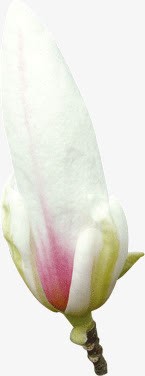 木兰花花苞素材